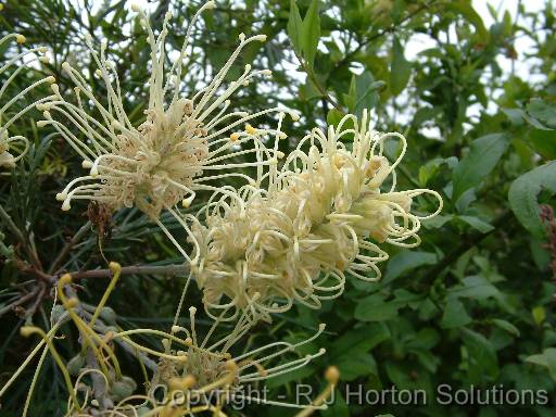 Grevillea Moonlight 